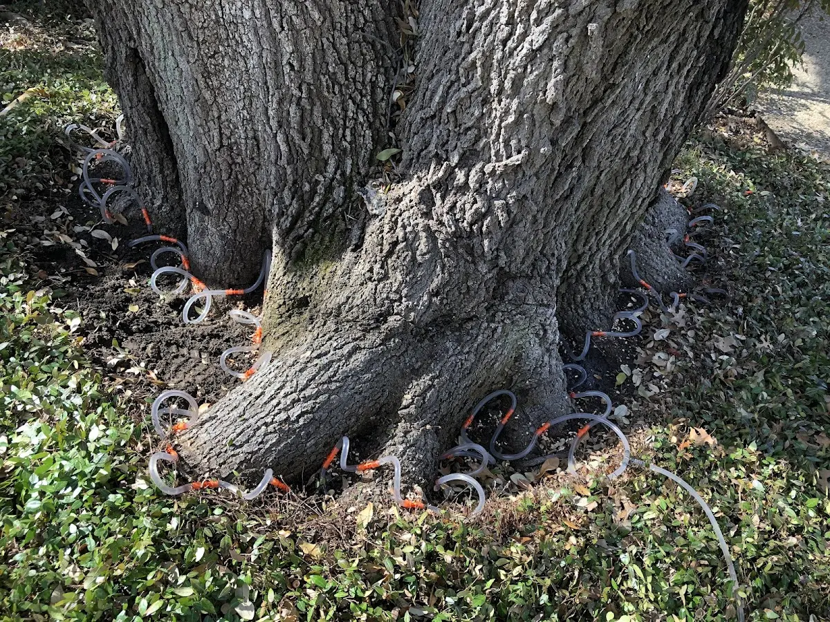 Detailed Tree Cabling and Bracing job site in Randsburg